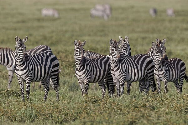 Burchells Zebra herd with attention on nearby lion, Serengeti National Park