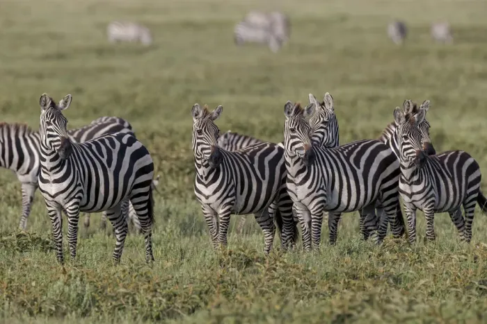 Framed Print : Burchells Zebra herd with attention on nearby lion, Serengeti National Park Framed Print : Burchells Zebra herd with attention on nearby lion, Serengeti National Park