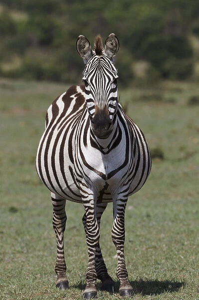 Burchells Zebra, Masai Mar, Kenya, Africa