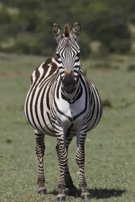 Framed Print : Burchells Zebra, Masai Mar, Kenya, Africa Framed Print : Burchells Zebra, Masai Mar, Kenya, Africa
