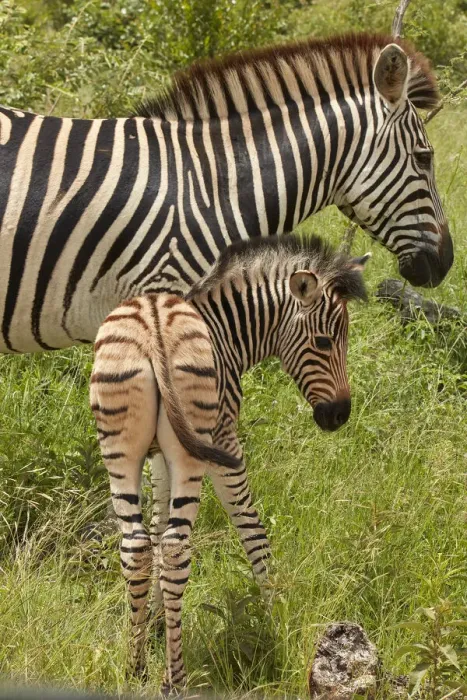 Framed Print : Burchells zebra mother and foal (Equus quagga burchellii), Kruger National Park Framed Print : Burchells zebra mother and foal (Equus quagga burchellii), Kruger National Park