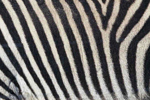 Burchells zebra pattern of black and white stripes