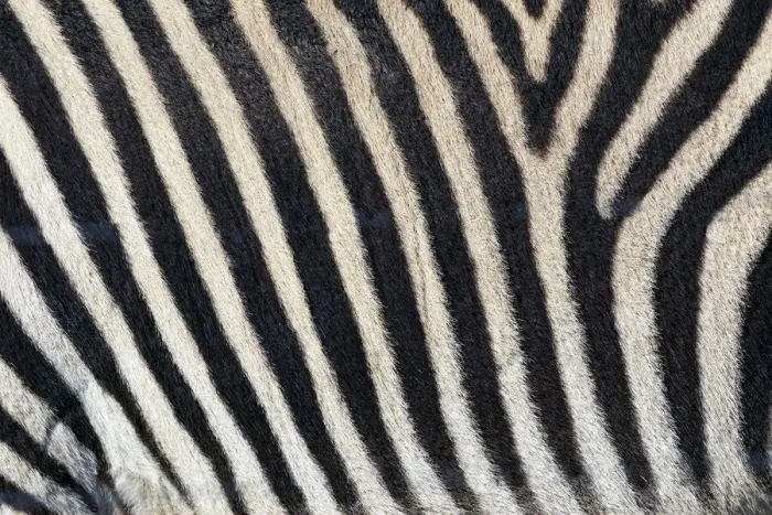 Framed Print : Burchells zebra pattern of black and white stripes Framed Print : Burchells zebra pattern of black and white stripes