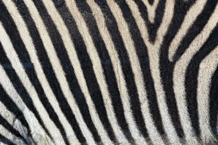 Framed Print : Burchell's zebra pattern of black and white stripes, Kenya, Africa