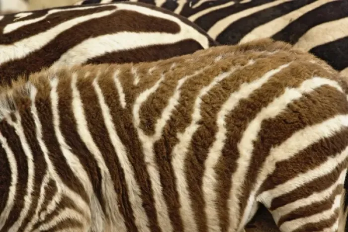 Framed Print : Burchells Zebra pattern of stripes, Equus burchellii, Ngorongoro Crater, Tanzania