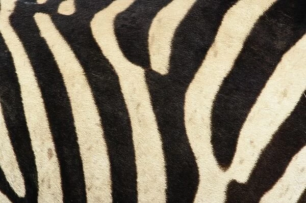 Burchells Zebra pattern of stripes, Equus burchellii, Ngorongoro Crater, Tanzania