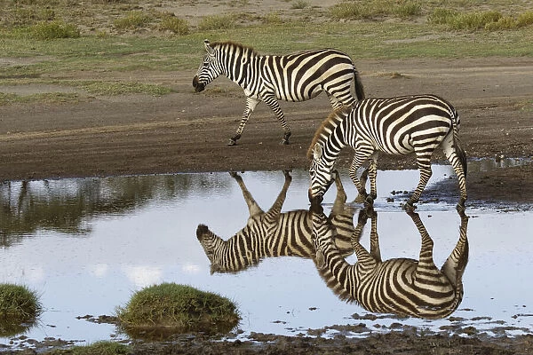 Burchells Zebra and reflection, Equus burchellii, Serengeti National Park, Tanzania