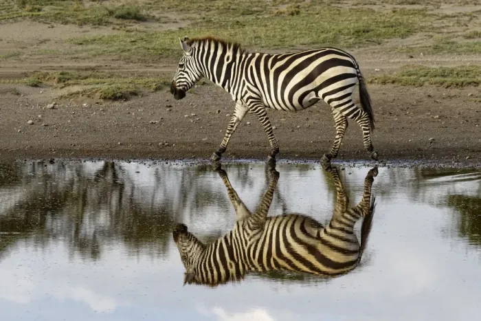 Framed Print : Burchells Zebra and reflection, Equus burchellii, Serengeti National Park, Tanzania