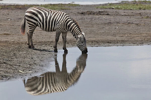 Burchells Zebra and reflection, Lake Nakuru National Park, Kenya, Africa