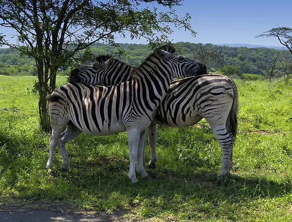 05. Burchells Zebra s, Equus burchellii, Mkuze Game Reserve, South Africa