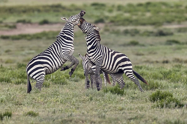 Burchells Zebra stallions fighting, Serengeti National Park, Tanzania, Africa