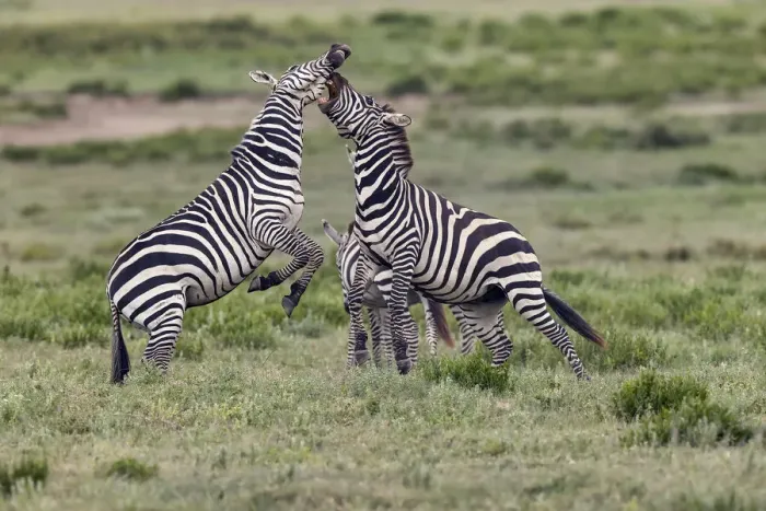 Framed Print : Burchells Zebra stallions fighting, Serengeti National Park, Tanzania, Africa Framed Print : Burchells Zebra stallions fighting, Serengeti National Park, Tanzania, Africa
