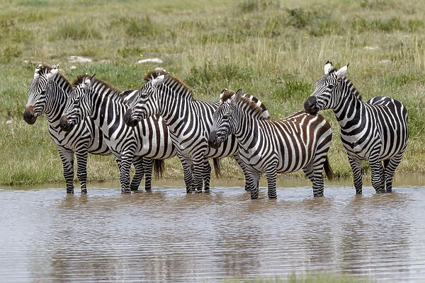 Burchells Zebra at watering hole, Serengeti National Park, Tanzania, Africa