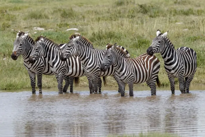 Framed Print : Burchells Zebra at watering hole, Serengeti National Park, Tanzania, Africa
