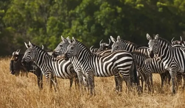 Framed Print : Burchells Zebras Framed Print : Burchells Zebras