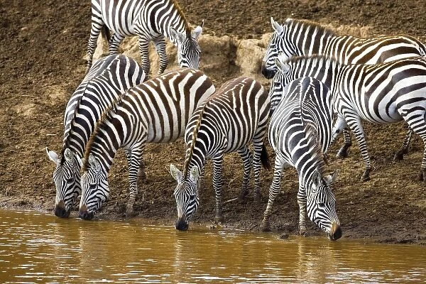 Burchells Zebras drinking out of the Mara River in the Msai Mara Kenya