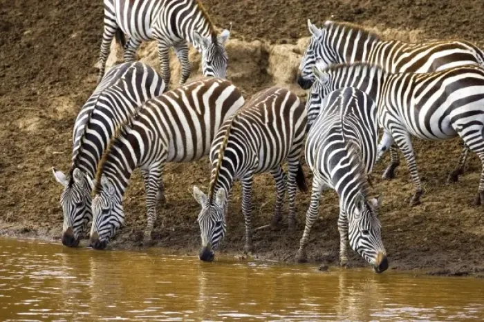 Framed Print : Burchells Zebras drinking out of the Mara River in the Msai Mara Kenya Framed Print : Burchells Zebras drinking out of the Mara River in the Msai Mara Kenya