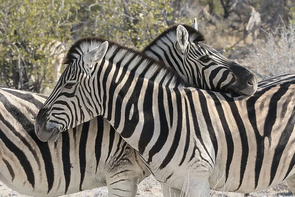 Burchells Zebras, Equus quagga burchellii, necking, Common social behavior in the herd