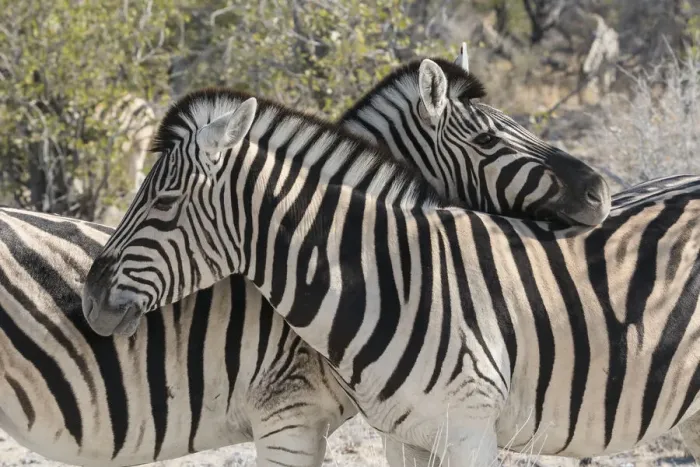 Framed Print : Burchells Zebras, Equus quagga burchellii, necking, Common social behavior in the herd
