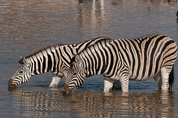Burchell's zebras stand in a waterhole and drink. Etosha National Park, Namibia