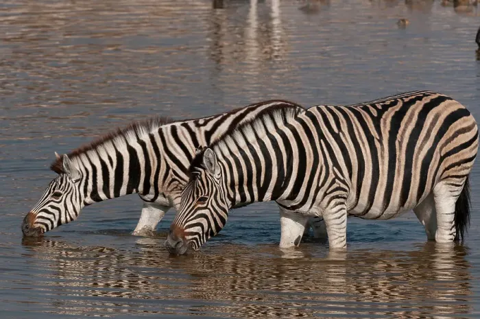 Framed Print : Burchell's zebras stand in a waterhole and drink. Etosha National Park, Namibia Framed Print : Burchell's zebras stand in a waterhole and drink. Etosha National Park, Namibia