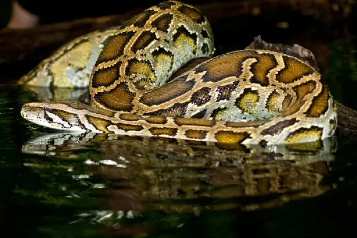 Framed Print : Burmese Python, Python molurus bivittatus, Native to China and Malaysia