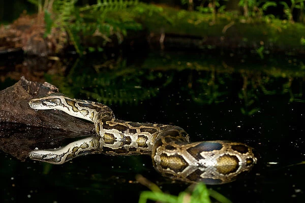 Burmese Python, Python molurus bivittatus, Native to China and Malaysia
