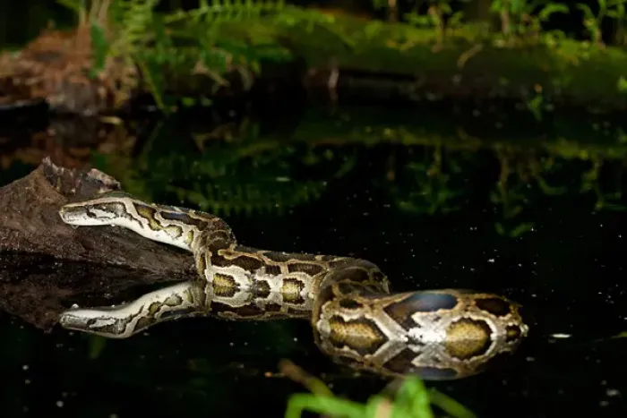 Framed Print : Burmese Python, Python molurus bivittatus, Native to China and Malaysia