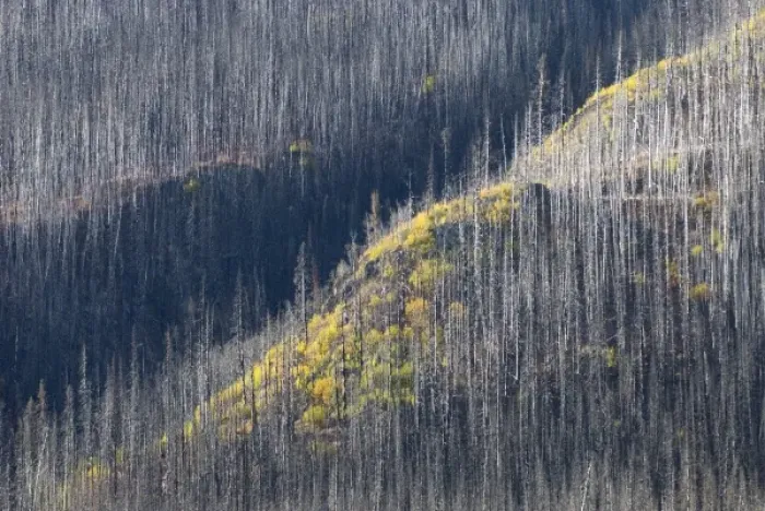 Framed Print : Burn area, Sacred Headwaters, British Columbia