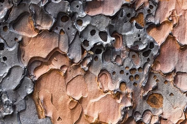 Burnt bark of a Ponderosa Pine tree (Pinus ponderosa) after a controlled burn in