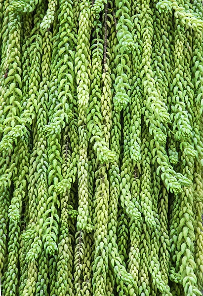 Burros tail plant is named for its long, cylindrical leaves
