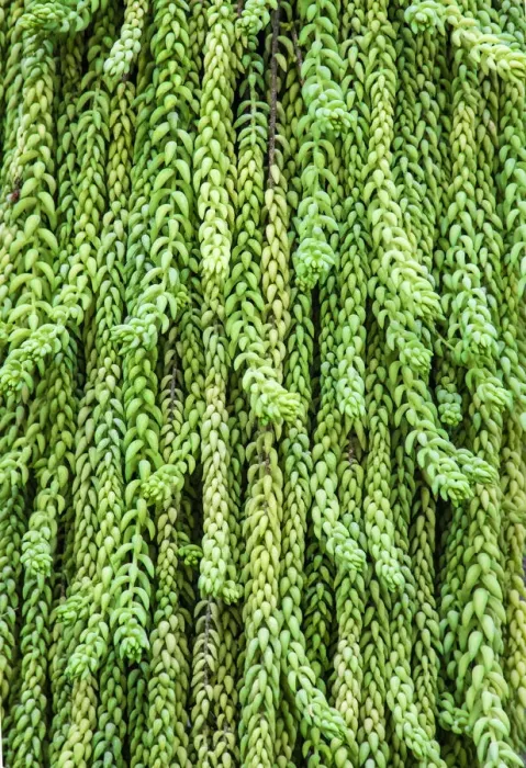 Framed Print : Burros tail plant is named for its long, cylindrical leaves Framed Print : Burros tail plant is named for its long, cylindrical leaves