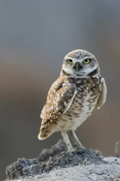 Framed Print : Burrowing Owl Framed Print : Burrowing Owl