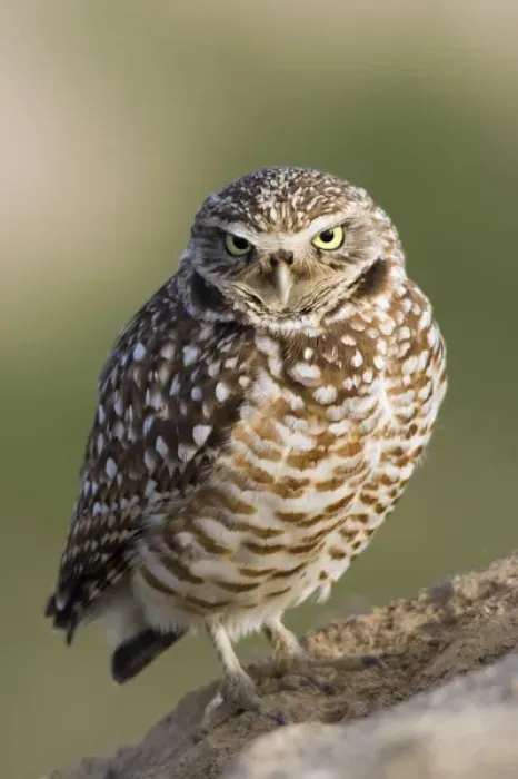 Framed Print : Burrowing Owl