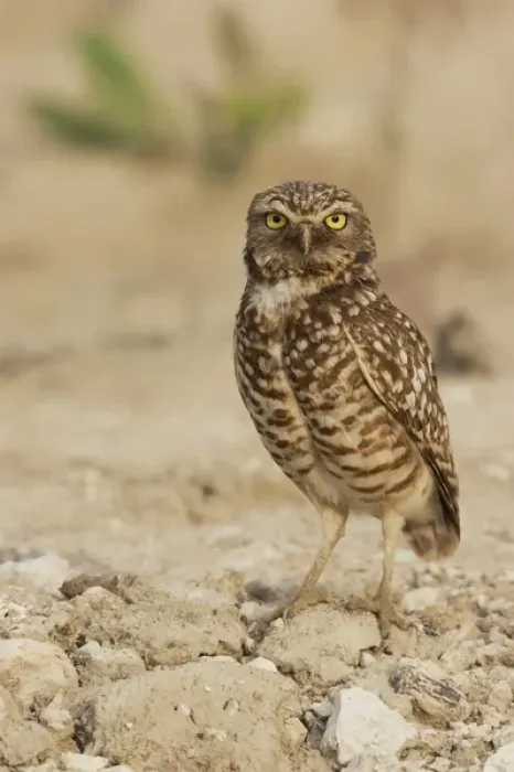 Framed Print : Burrowing Owl Framed Print : Burrowing Owl