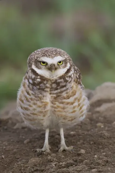 Framed Print : Burrowing Owl