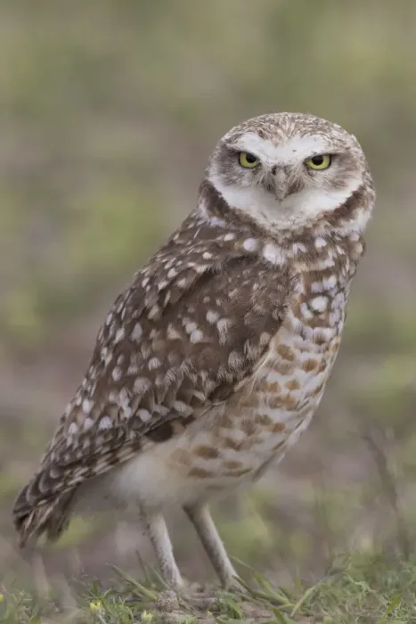 Framed Print : Burrowing owl