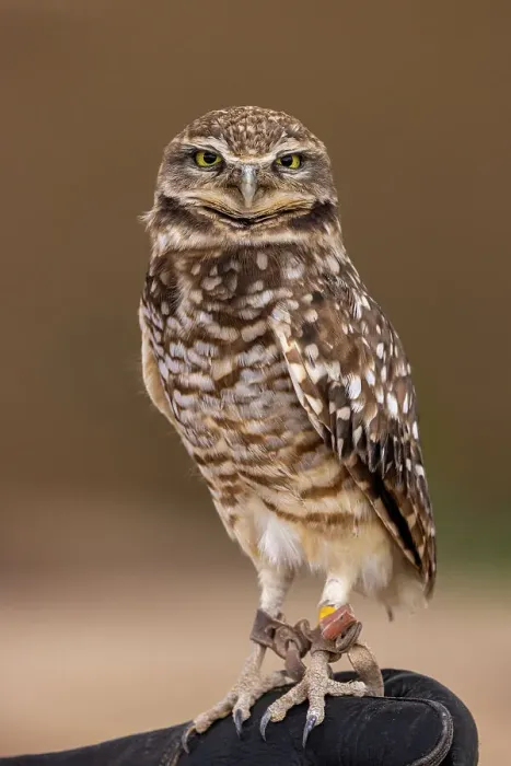 Framed Print : Burrowing Owl at the Arizona Sonoran Desert Museum in Tucson, Arizona, USA