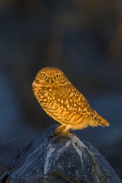Burrowing Owl (Athene cunicularia) adult roosting on rock
