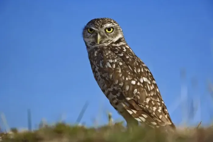Framed Print : Burrowing Owl, Athene cunicularia, Cape Coral, Florida