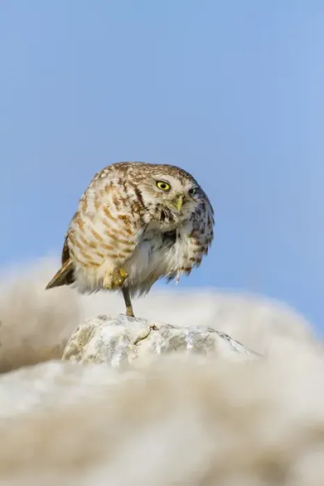 Framed Print : Burrowing Owl (Athene cunicularia) adult roosting on rock
