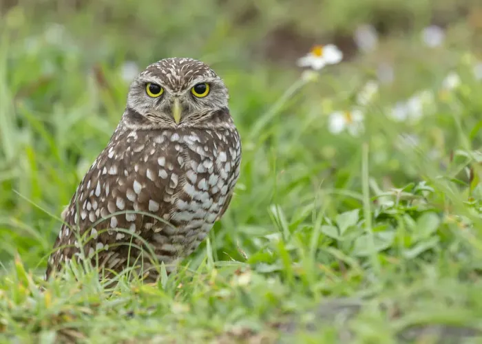 Framed Print : Burrowing owl, Athene cunicularia, Florida