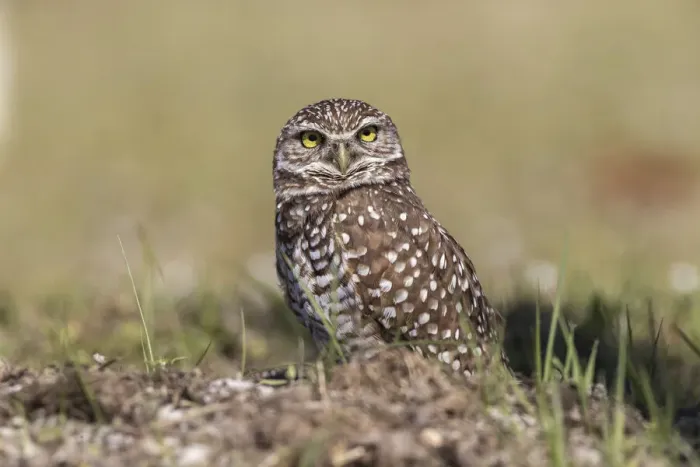 Framed Print : Burrowing owl, Cape Coral, Florida