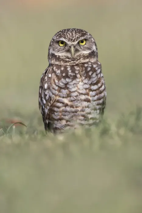 Framed Print : Burrowing owl, Cape Coral, Florida Framed Print : Burrowing owl, Cape Coral, Florida