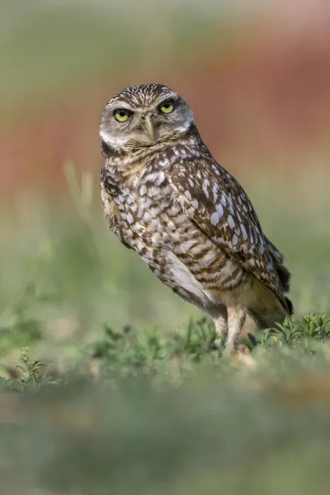 Framed Print : Burrowing owl, Cape Coral, Florida Framed Print : Burrowing owl, Cape Coral, Florida
