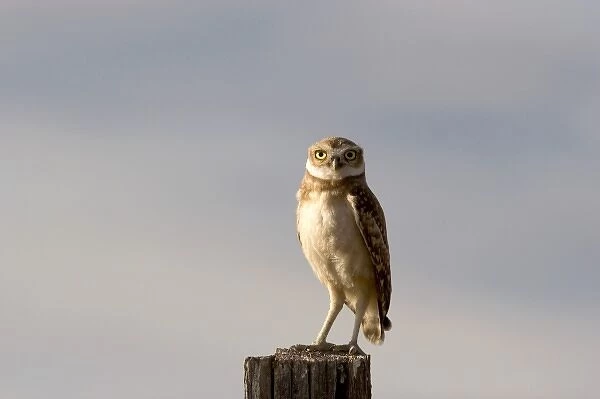 Burrowing owl on a fence post in Idaho