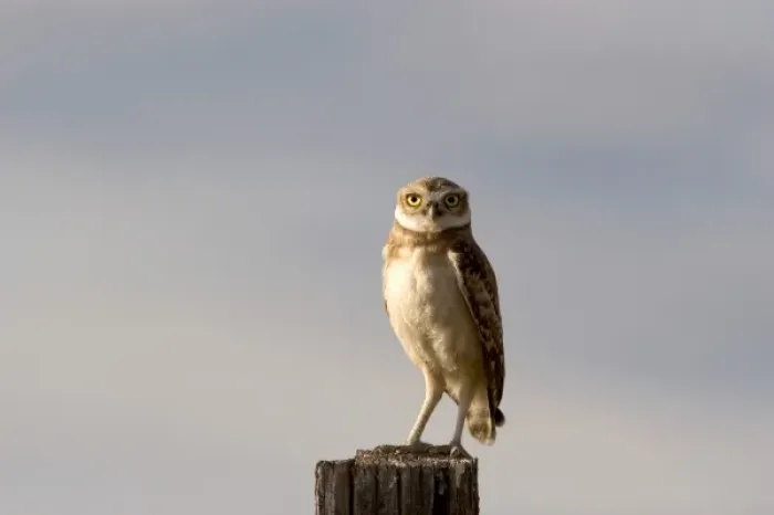 Framed Print : Burrowing owl on a fence post in Idaho Framed Print : Burrowing owl on a fence post in Idaho