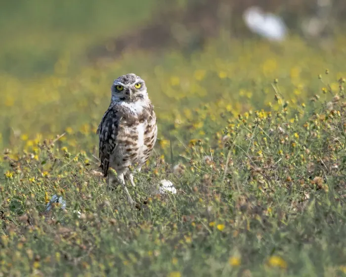 Framed Print : Burrowing owl sunning itself Framed Print : Burrowing owl sunning itself