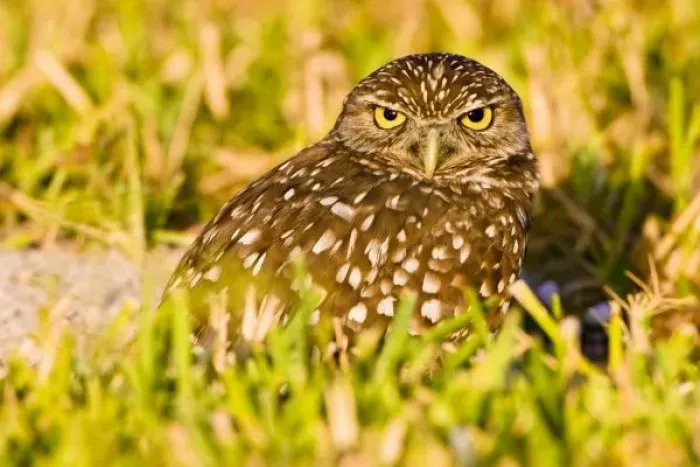 Framed Print : Burrowing owls Framed Print : Burrowing owls