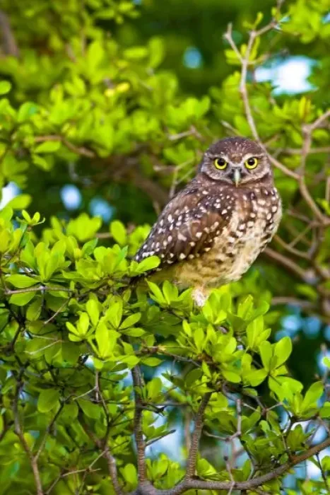 Framed Print : Burrowing owls